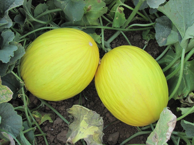 Yellow canary type melon 54-459 p2